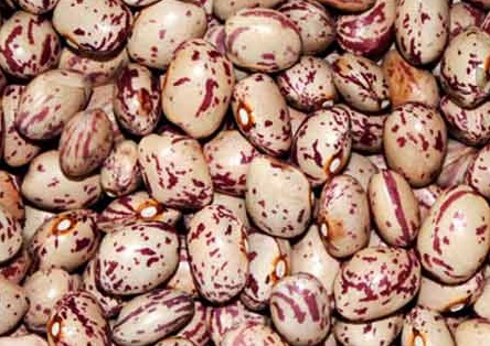 Borlotti/Pinto Beans