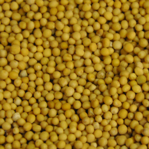 Mustard Seed Yellow